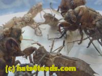 /home//u458753944/public_html/sourcegallery//Insects and small critters/silliness/P1040995.JPG